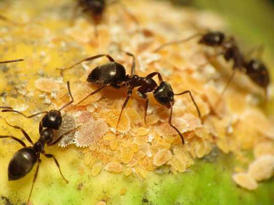 6 Amazing Facts You Need To Know About Ants