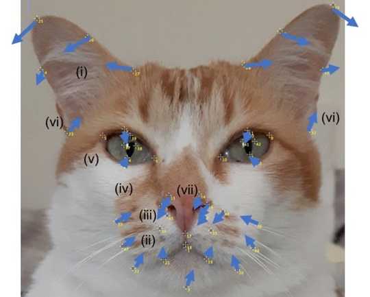 Is Your Cat In Pain? How Its Facial Expression Could Hold A Clue