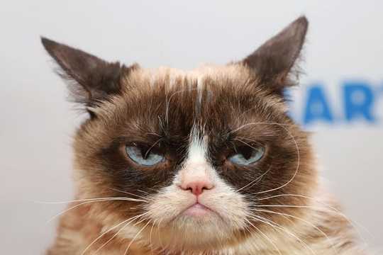 Is Your Cat In Pain? Its Facial Expression Could Hold A Clue