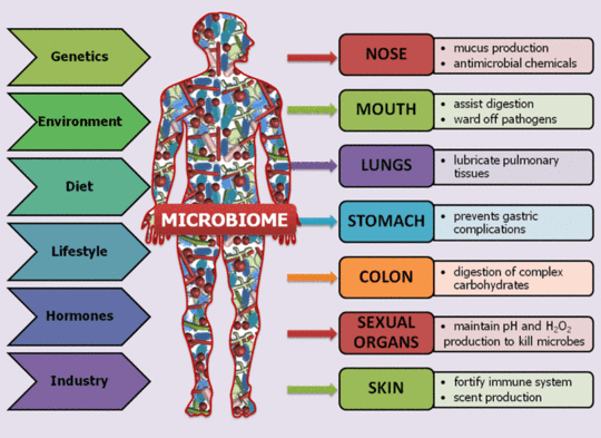 Why The Human Microbiome Is A Treasure Trove Waiting To Be Unlocked