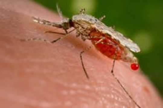 Fighting Malaria With Fungi: Biologists Engineer A Fungus To Be Deadlier To Mosquitoes