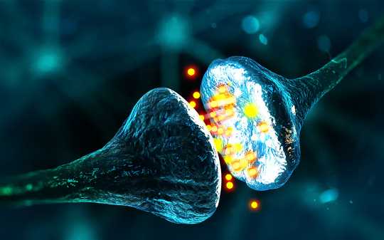 Neurons use synapses to communicate