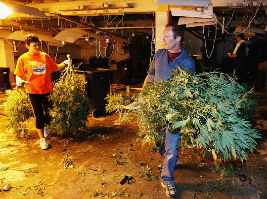 Boom and bust: police remove some of the 1,000 cannabis plants discovered in an Auckland warehouse in 2005.