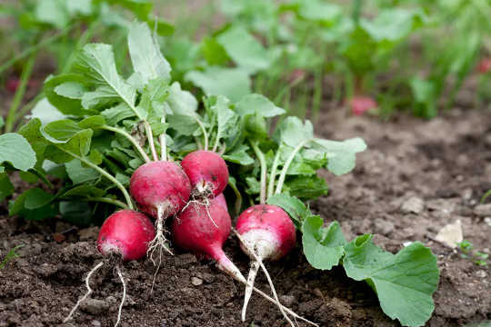 Radishes are among the plant foods that contain glucosinolates.  (phytonutrients can boost your health here are 4 and where to find them)