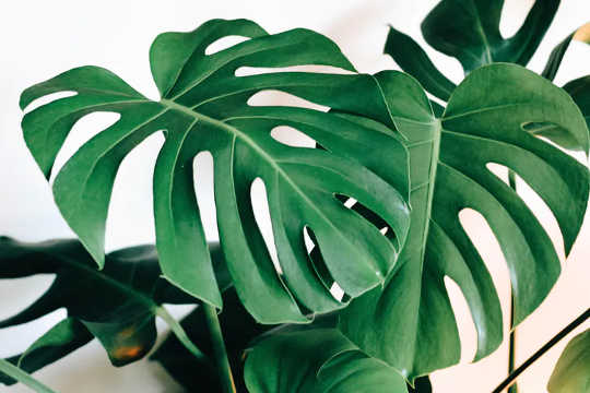 Monstera (or Swiss cheese plants) are particularly popular. (house plants were our link with nature in lockdown now they could change how we relate to the natural world)
