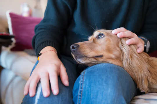 The average dog spends a lot of time gazing at its owner – creating a ‘love-loop.’ (your dog s nose knows no bounds and neither does its love for you)