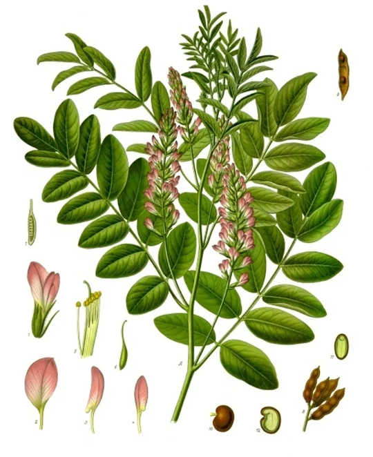 Glycyrrhiza glabra is a species native to Eurasia and North Africa from which most confectionery licorice is produced.