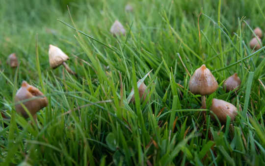 Psilocybe semilanceata – or liberty caps – growing in the wild.
