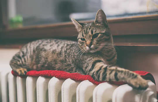 Should You Get A Heat Pump? Here's How They Compare
