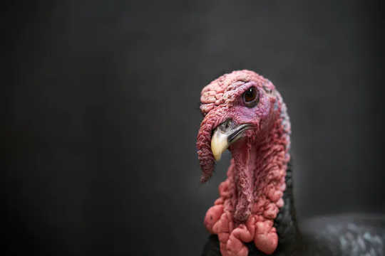Myoglobin is what gives turkey thighs their dark colour.