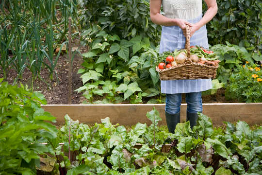 6 Things to Consider When Planning a Vegetable Garden