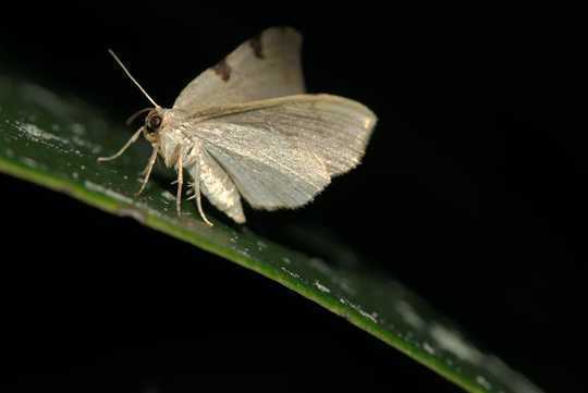 Moths Do The Pollinator Night Shift – And They Work Harder Than Daytime Insects