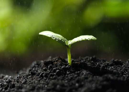 Here's Why Soil Smells So Good After It Rains