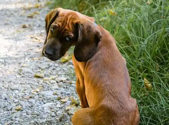 How Young Dogs Might Be More Similar To Human Teenagers Than We Think