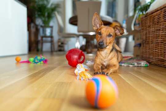 Lockdown Can Be Stressful For Pets Too – Here's How To Keep Your Dog Entertained