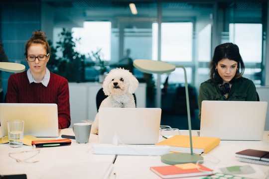 Why Very Good Dogs Don't Necessarily Make Very Good Co-workers