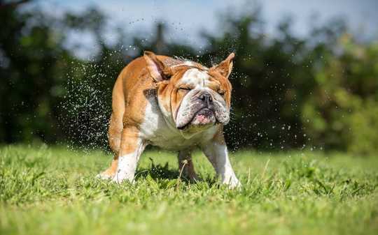 How To Stop Your Dog Getting Heatstroke
