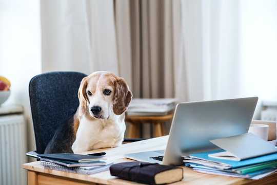 Why Very Good Dogs Don't Necessarily Make Very Good Co-workers