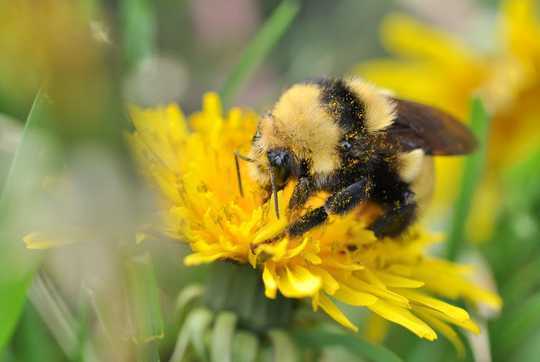 Spring Signals Female Bees To Lay The Next Generation Of Pollinators