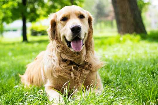 9 Dog Breeds At Higher Risk Of Heatstroke – And What You Can Do To Prevent It