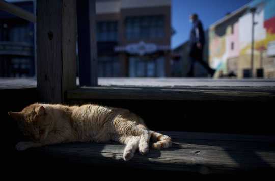 Is It OK To Feed Stray Cats During The Coronavirus Crisis?