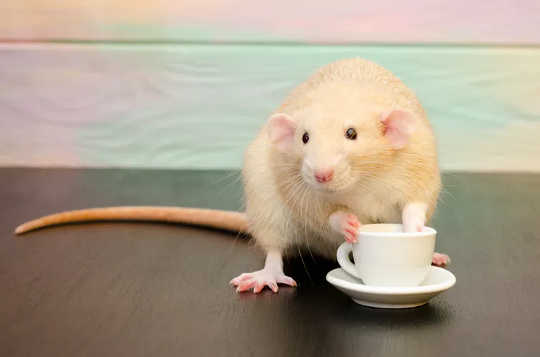 Several studies have shown that coffee consumption reduces the rates of some diseases in rats and mice. 