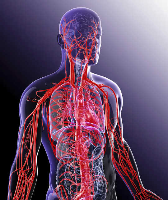 Your body directs oxygen where it’s most needed by sending blood to the most active tissues. 