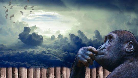 an ape appears to be reflecting; background of dark clouds
