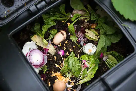 What Can Go In The Compost Bin? Some Tips To Help Your Garden and Keep Away The Pests
