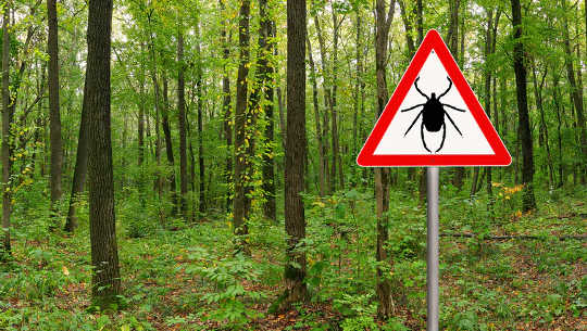 Fact or Fiction: Debunking 4 Common Myths About Ticks