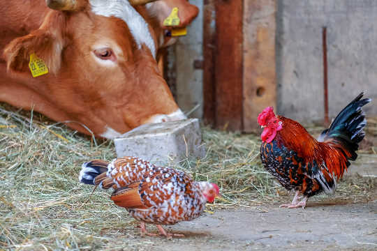 Why Pushing Chicken Doesn’t Get People To Eat Less Beef