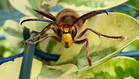 Why I Love Wasps -- And Why You Should Too