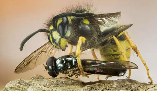 A Vespula wasp catches a fly.