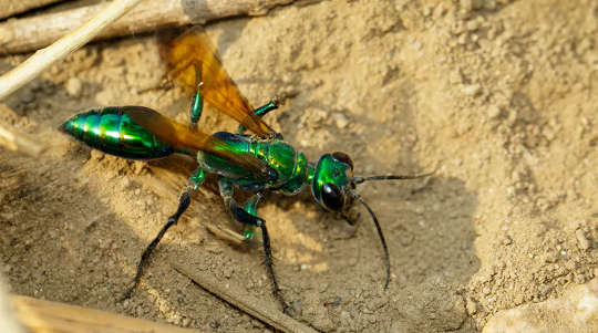 The jewel wasp (Ampulex compressa) is one of the few wasps actively used as biocontrol.