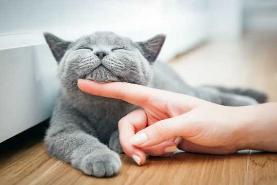 Cats Don't Avoid Strangers Who Behave Badly Towards Their Owners Like Dogs Do