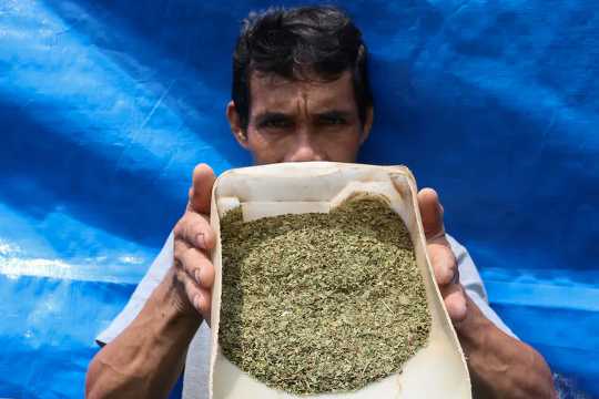 Kratom: What Science Is Discovering About The Risks And Benefits Of A Controversial Herb