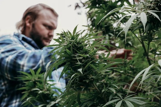 How Covid-19 Has Fuelled A Boom Of Home-grown Cannabis