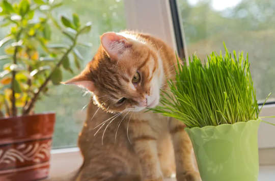 What Actually Is Catnip And Is It Safe For My Cat?