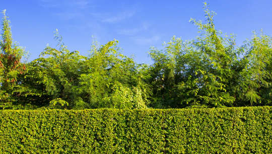 How the humble hedge works hard to protect Britain's urban environment