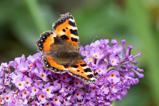 How Gardeners Are Crucial For Conserving Bees And Butterflies – And How You Can Help Them