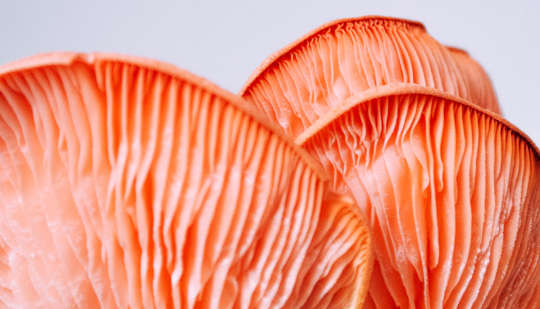 To Lower Cancer Risk, Eat More Mushrooms?
