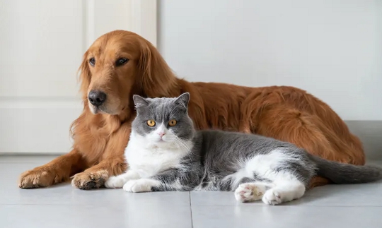 Cats Don't Avoid Strangers Who Behave Badly Towards Their Owners Like Dogs Do