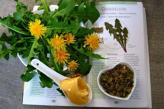 dandelion leaves, flowers, and root on top of an open book about the herbal properties of the plant