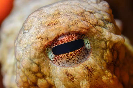 an octopus eye