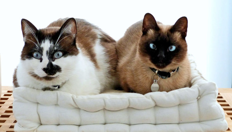 two Siamese cats on a bed