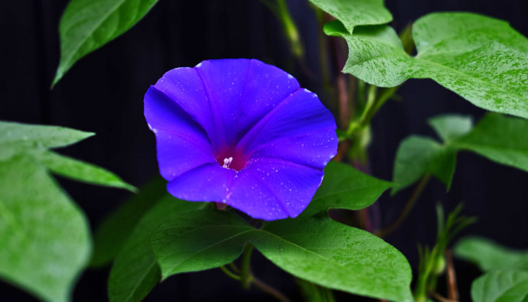 blue flower in dark greenery