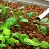 Aquaponics vs. Traditional Agriculture