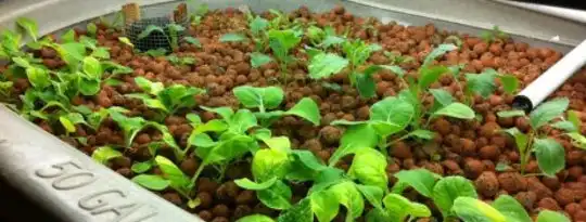Aquaponics vs. Traditional Agriculture