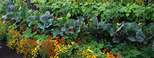 In Partnership with the Earth:  Biodynamic Gardening