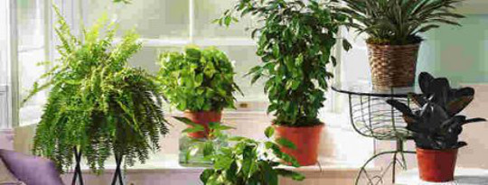 Which House Plants Improve Indoor Air Quality?